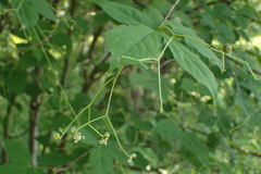 Euonymus oxyphyllus