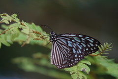 Ideopsis