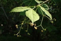 Euonymus oxyphyllus