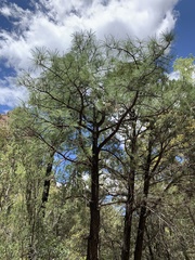 Pinus arizonica