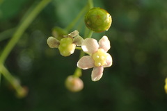 Euonymus oxyphyllus