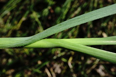 Allium rotundum