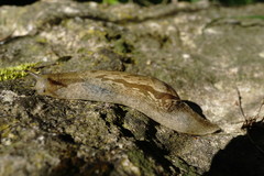 Drusia ibera