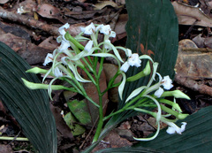 Corymborkis veratrifolia