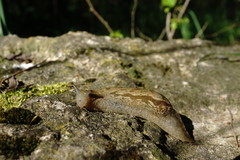 Drusia ibera