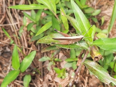 Phlaeoba antennata