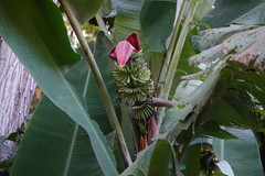 Musa acuminata malaccensis