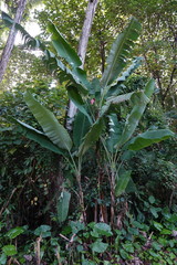 Musa acuminata malaccensis