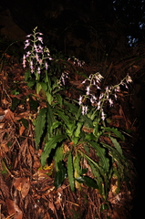 Calanthe puberula
