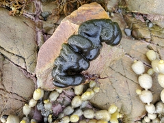 Codium convolutum