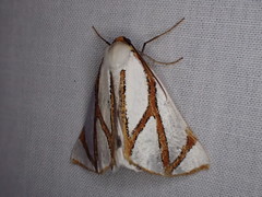 Thalaina angulosa