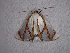 Thalaina angulosa