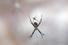 Argiope dietrichae