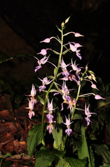Calanthe puberula