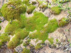 Didymodon xanthocarpus