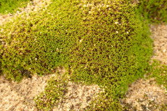 Didymodon xanthocarpus