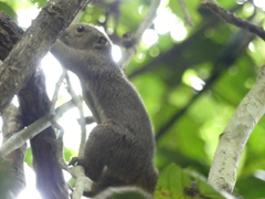 Callosciurus notatus