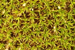 Didymodon xanthocarpus