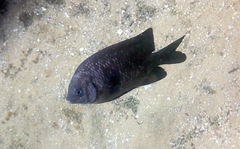 Parma oligolepis