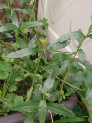 Sphagneticola calendulacea