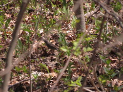 Setophaga kirtlandii