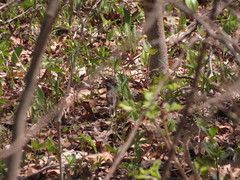 Setophaga kirtlandii