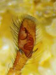Colyttus