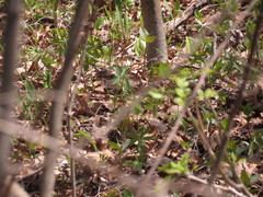 Setophaga kirtlandii