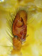 Colyttus
