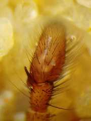 Colyttus