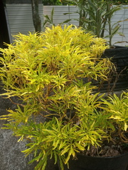 Melicope denhamii