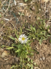 Asteraceae