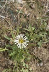 Asteraceae
