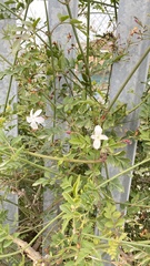 Jasminum officinale
