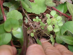 Pilea peploides major