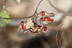 Abrus precatorius precatorius