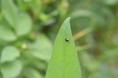 Coptosoma variegatum