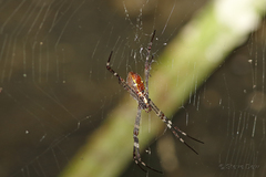 Argiope radon