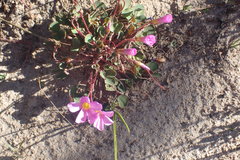 Oxalis imbricata