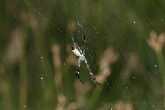 Argiope radon