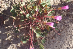 Oxalis imbricata