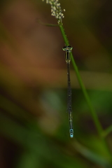 Aciagrion occidentale