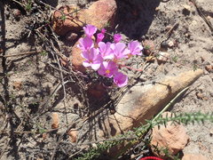 Oxalis imbricata