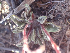 Oxalis imbricata