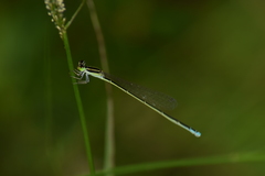 Aciagrion occidentale
