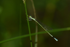 Aciagrion occidentale