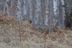 Marmota kastschenkoi