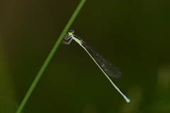 Aciagrion occidentale