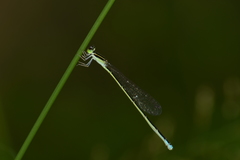 Aciagrion occidentale