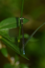 Aciagrion occidentale